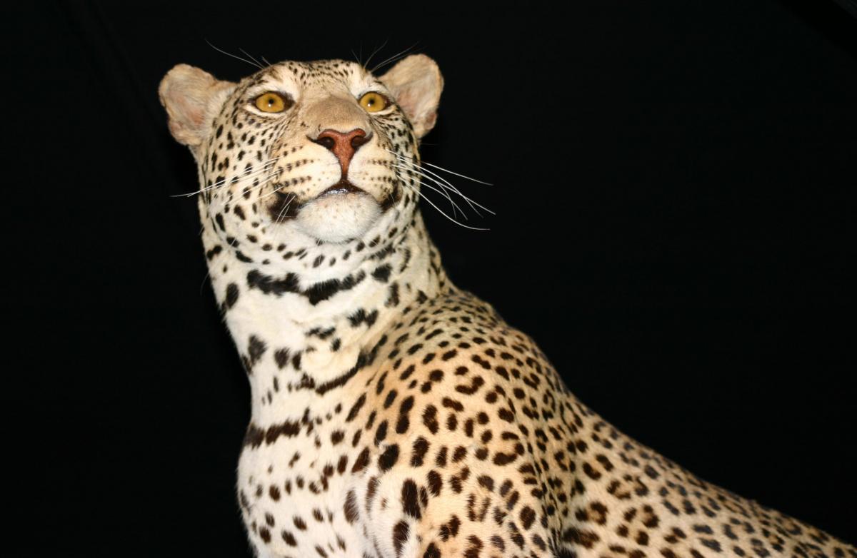 animal_wild_wildlife_14610_o
