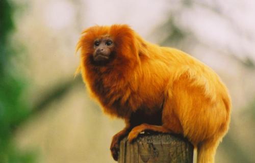 animal_natural_nature_14496_o