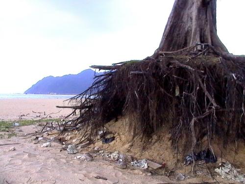 lhok_banda_africa_294091_o